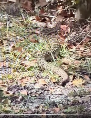 The image of the alleged rattler on Eleuthera.