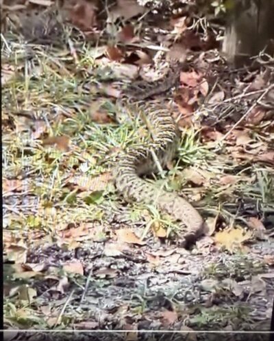 The image of the alleged rattler on Eleuthera.
