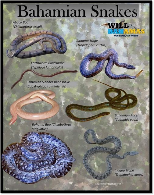 A chart showing the various snakes of the Bahamas.