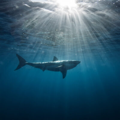Great White Shark in blue ocean.