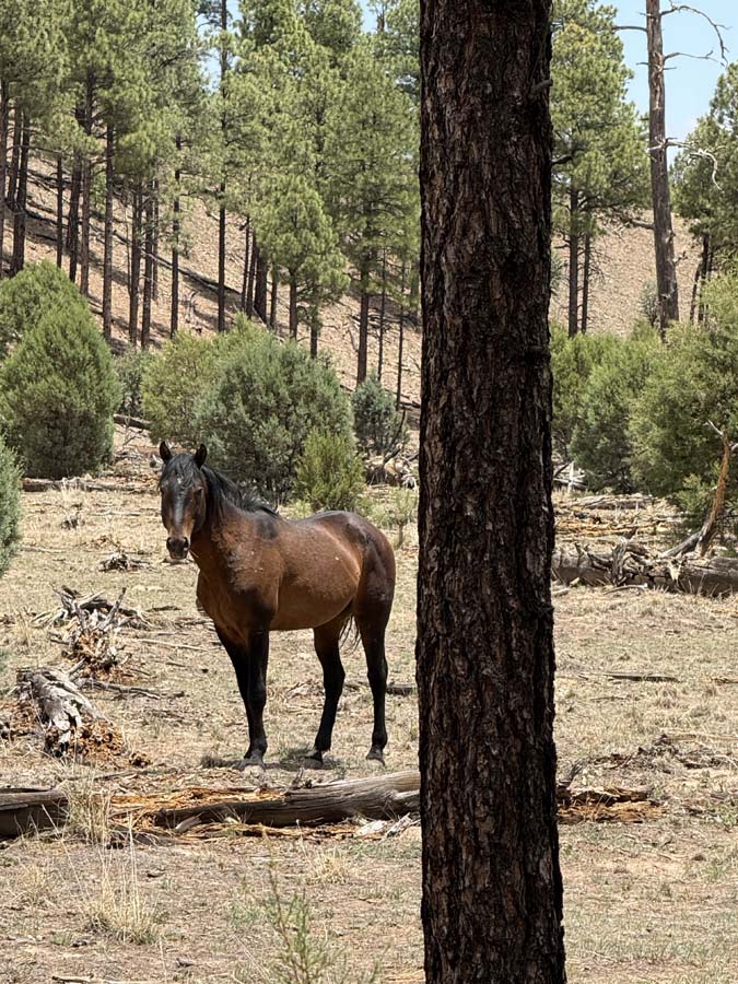 The chestnut, friendly wild stallion.