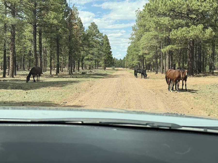The group of wild horses watching Elaine drive away.