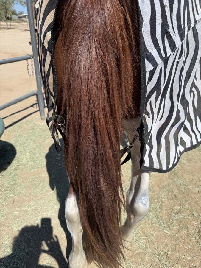 A close-up of a chestnut horse tail.