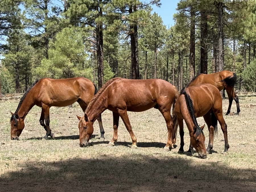 A group of chestnut colored wild horses graze too close for comfort.