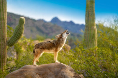 Howling Coyote standing on Rock with Saguaro Cacti.