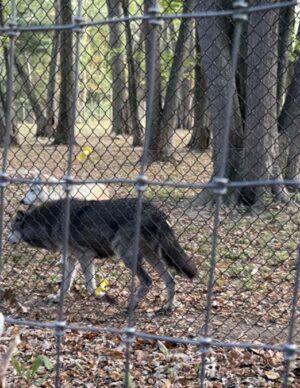 A gray wolf behind a chain link fence.