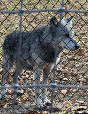 A gray wolf behind a chain link fence.