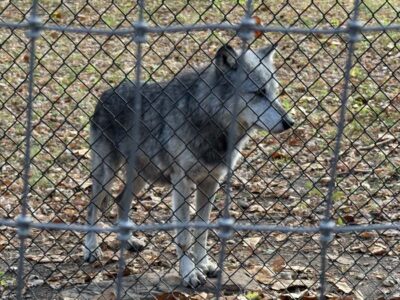 A gray wolf behind a chain link fence.