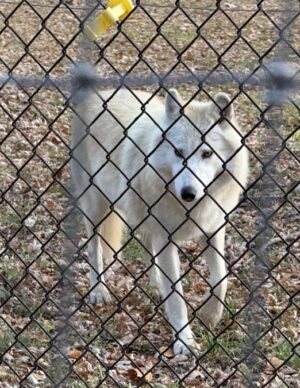 A white wolf behind a chain link fence.