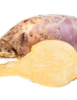 Longitudinal section of a root.