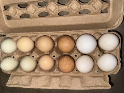 A colorful assortment of fresh eggs in a cardboard egg carton.