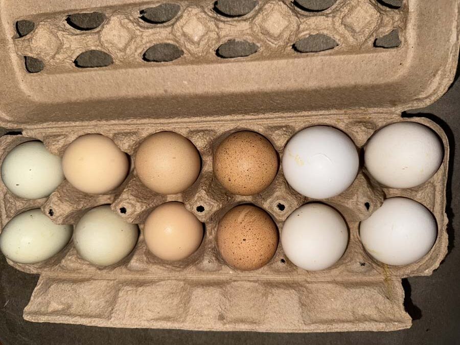 A colorful assortment of fresh eggs in a cardboard egg carton.