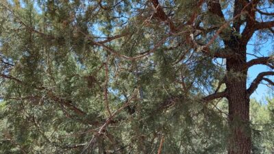 Ponderosa pine.