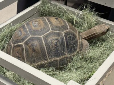 Aldabra Tortoise (Alberta at 8 Years)