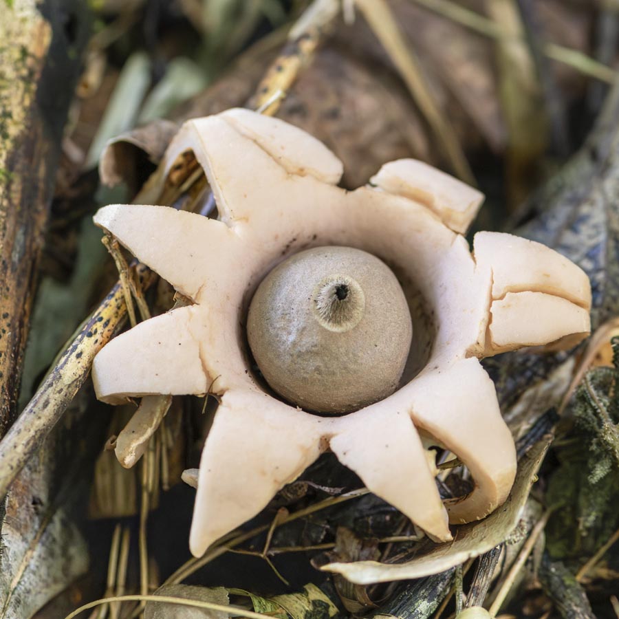 The Hygroscopic Earthstar is burst open in a star-like shape with a round puff in the center. 