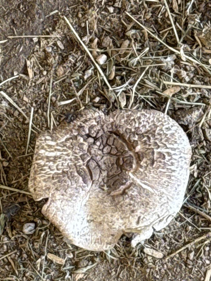 The top of a brown and white mushroom with wavy and bumpy texture. 