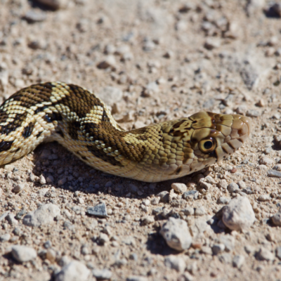 Close up of a snake's head while it slithers across a rocky terrain.