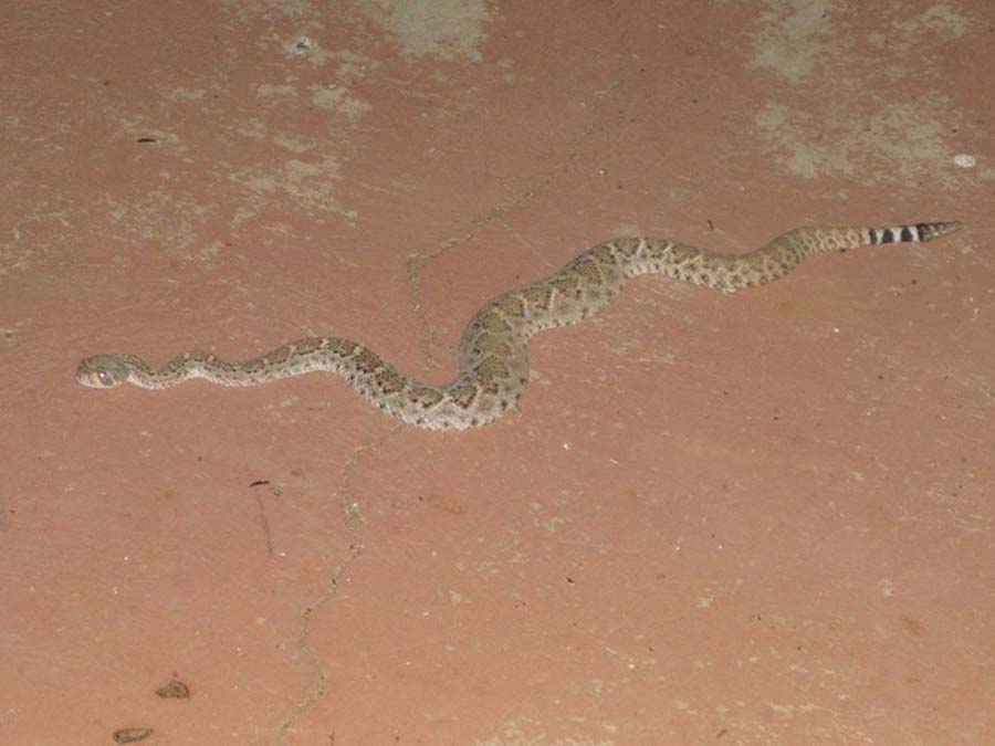 A longer, more mature baby rattler.
