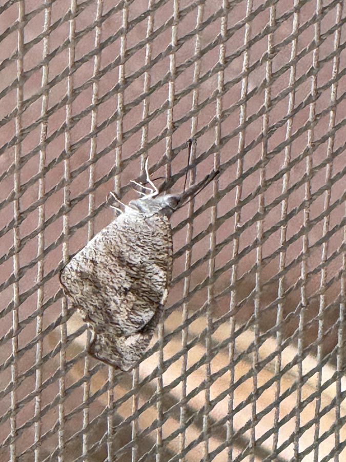 Another close up of a butterfly with closed wings and clinging to  a net. 