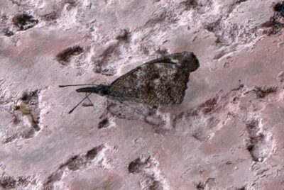 A close up of a butterfly with closed wings clinging to a wall.
