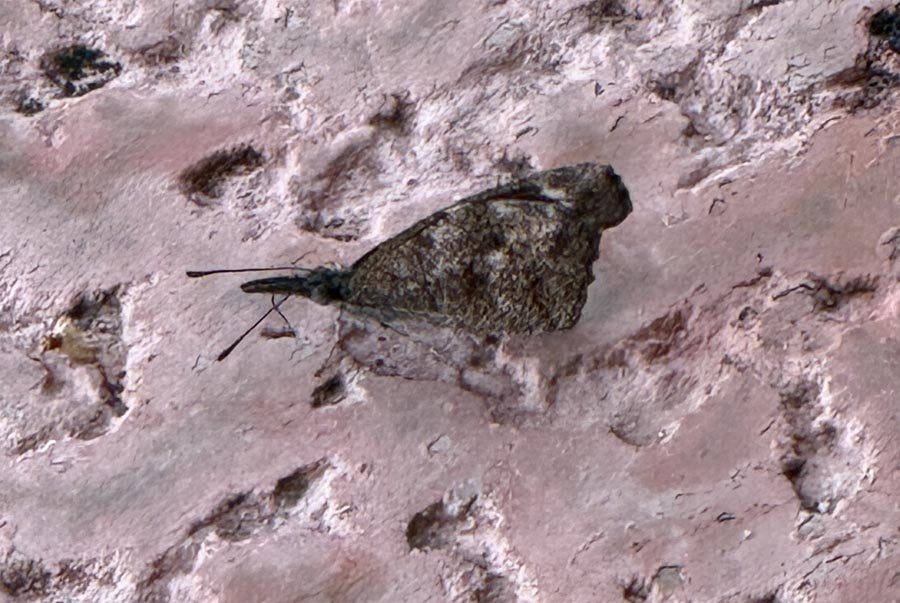A close up of a butterfly with closed wings clinging to a wall.