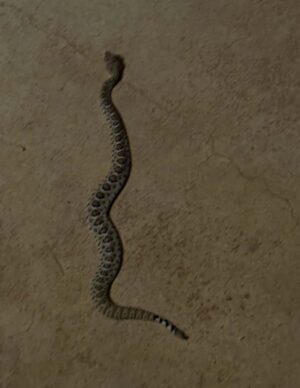 The baby rattler slithering across dirt.