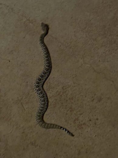 The baby rattler slithering across dirt.